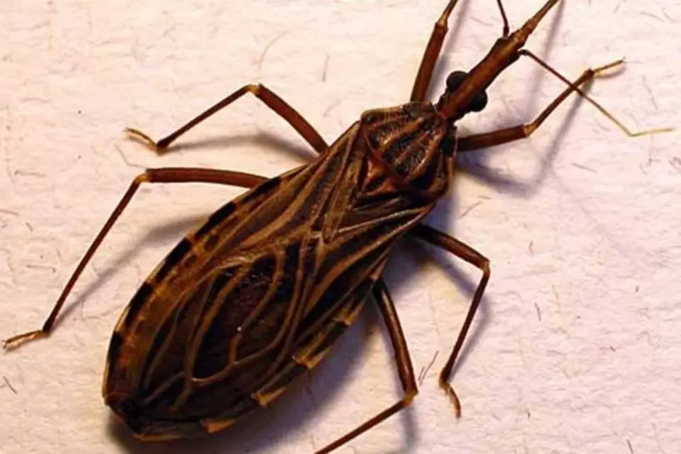 Seis casos de Doença de Chagas aguda são confirmados na região de Irecê