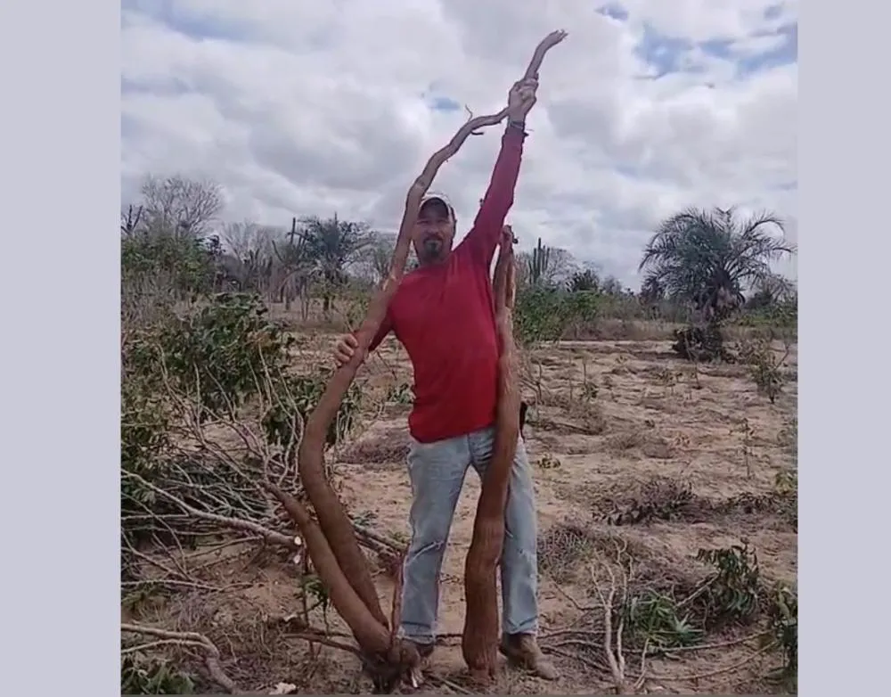 Agricultor colhe mandioca de quase dois metros e meio em Queimadas