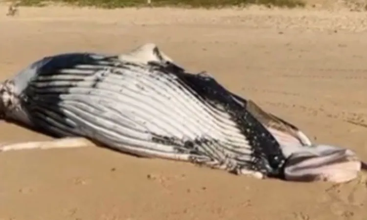 Baleia é encontrada morta em praia de Salvador